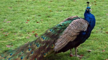 our national bird peacock essay our national bird peacock essay
