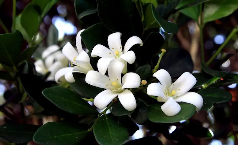 Jasmine Flower Information In Marathi Jasmine Jai Essay jasmine-flower-information-in-marathi-jasmine-jai-essay