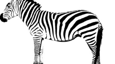 essay on zebra crossing in hindi