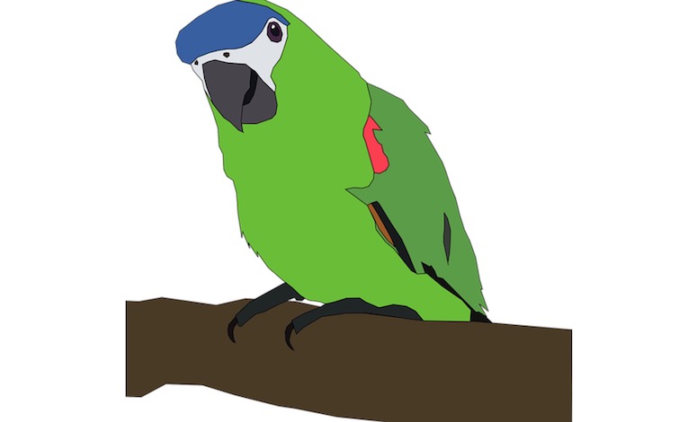 parrot bird marathi information