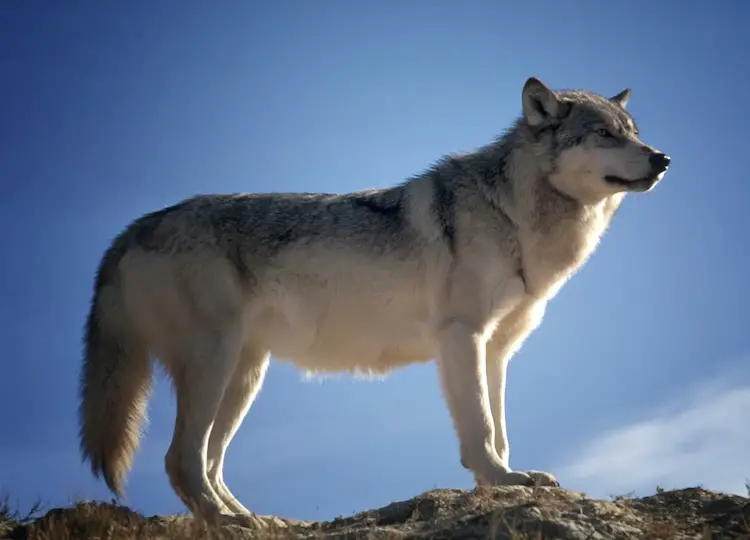 wolf mahiti in marathi