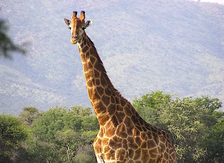 Giraffe Info Essay Nibandh