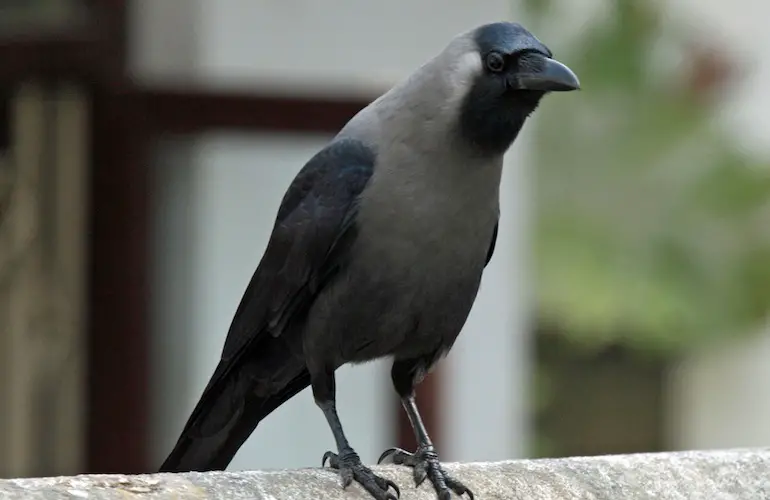 crow bird marathi information