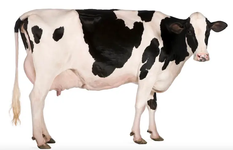 cow animal information in marathi