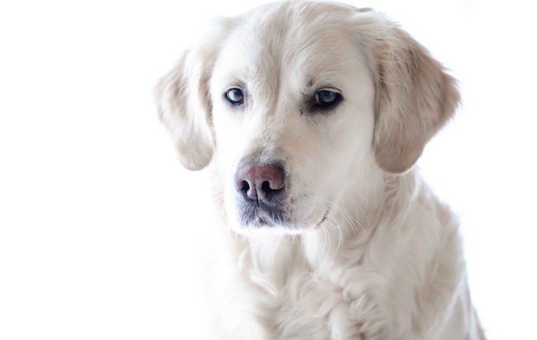 dog animal information in marathi