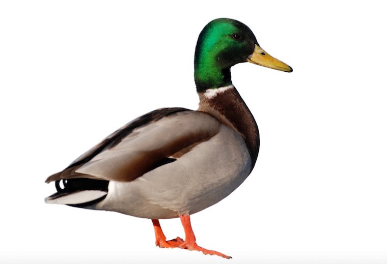 duck bird information marathi