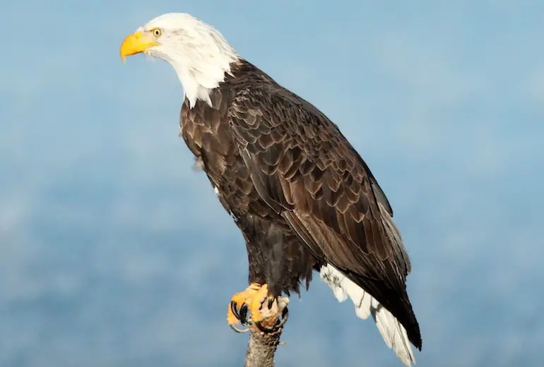 eagle bird marathi information