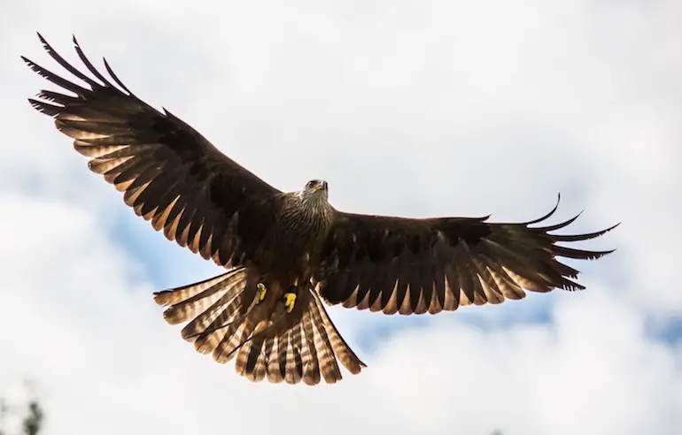 kite bird information in marathi