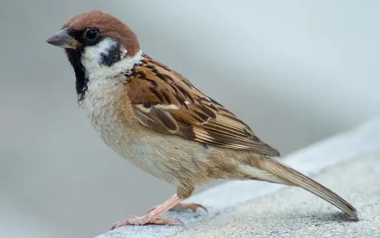 sparrow bird marathi information