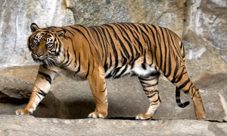 tiger animal information in marathi