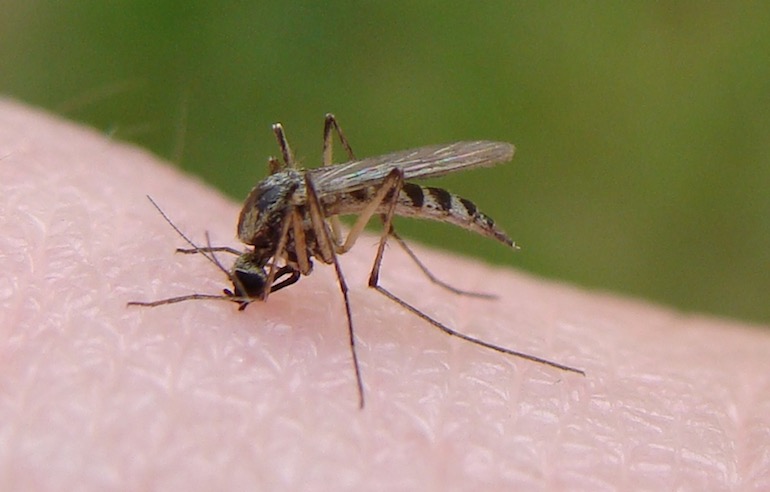 Chikungunya information in marathi
