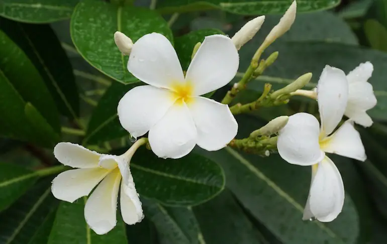 information about chafa flower