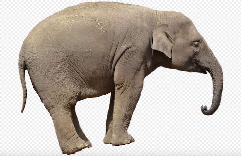elephant essay in marathi