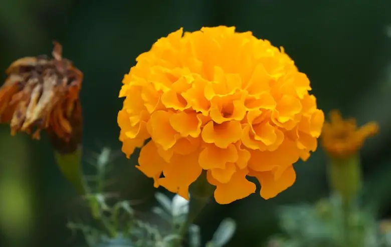 Marigold Flower Information In Marathi