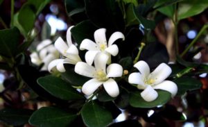 History of jasmine flower picture