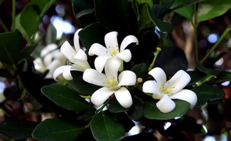jasmine flower information marathi