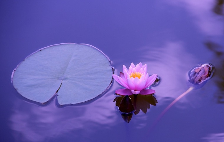 information about lotus flower