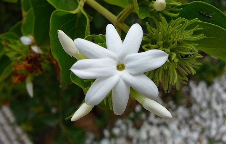 information about mogra flower