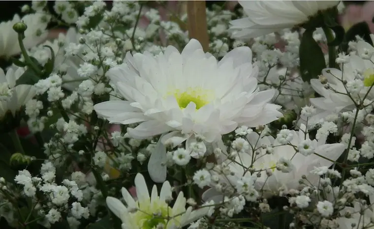 chrysanthemum in marathi