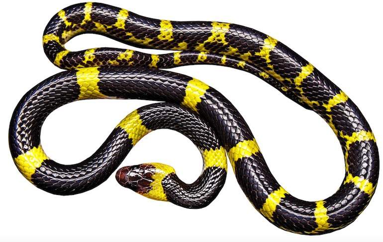 snake essay marathi