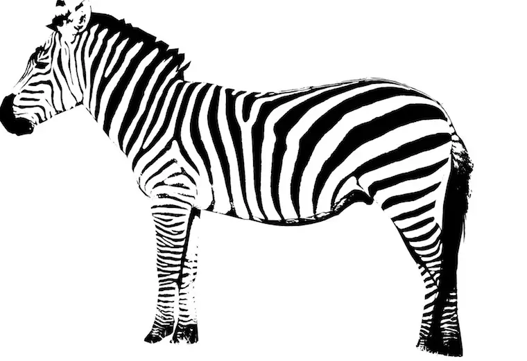 zebra animal information in marathi