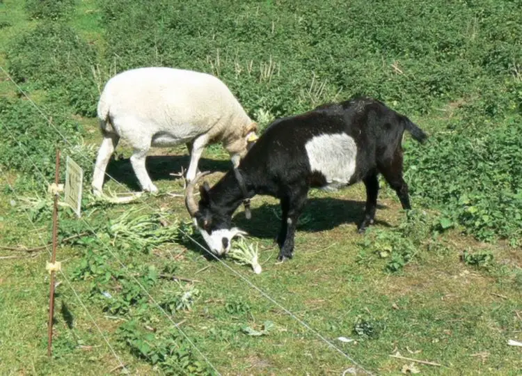 sheli bakri farming project business