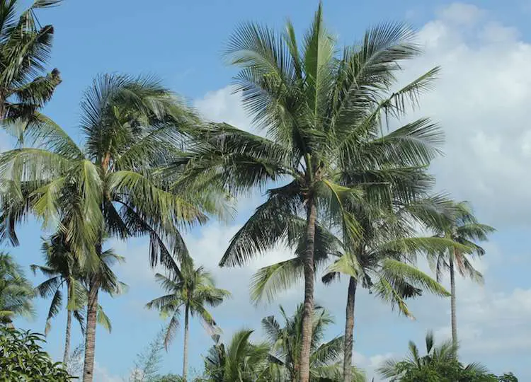coconut tree essay information marathi