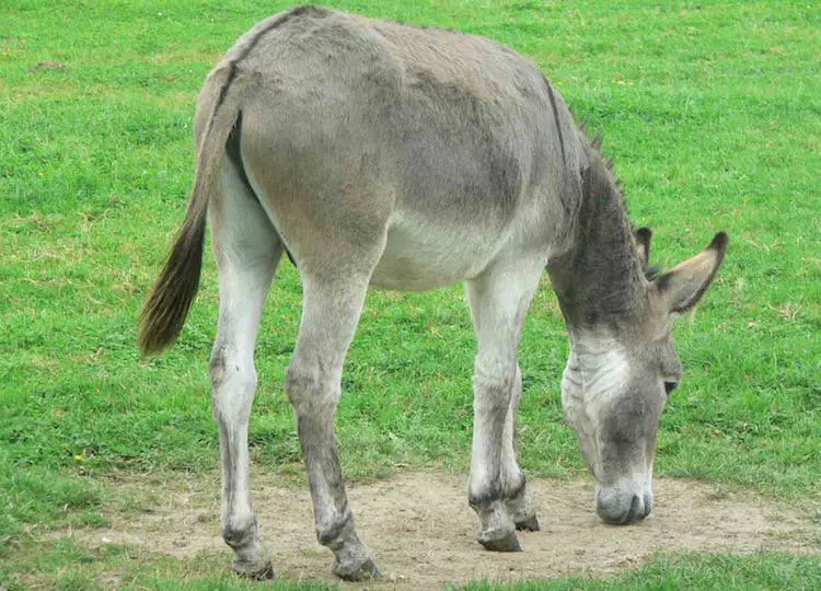 donkey mahiti marathi