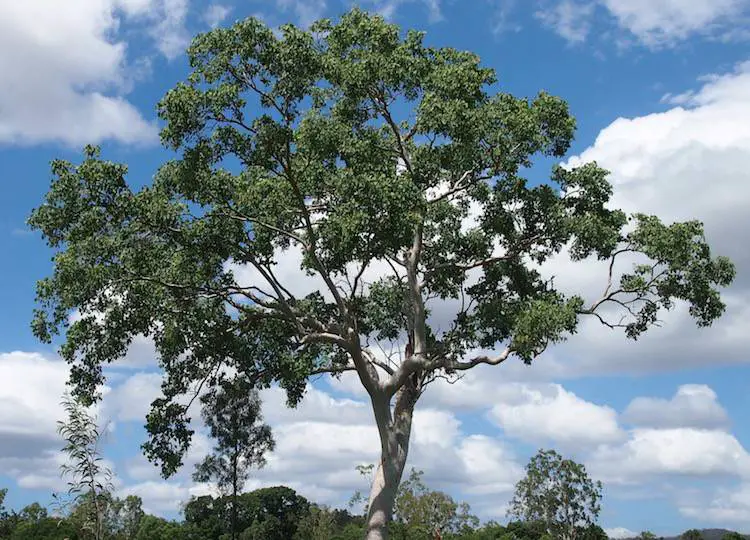eucalyptus marathi nilgiri