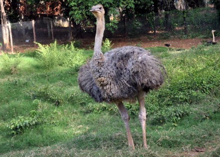 Ostrich Marathi Essay