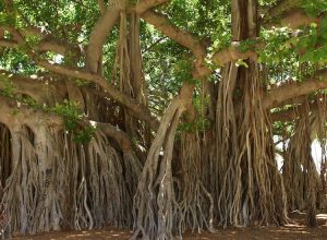 Ghadyal naste tar essay in english 06 image