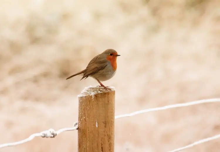 Robin Bird Pakshi Mahiti