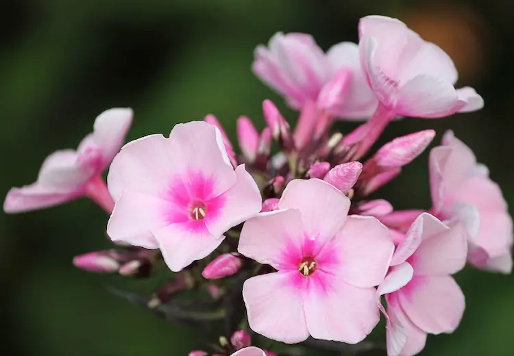 Phlox Marathi Mahiti