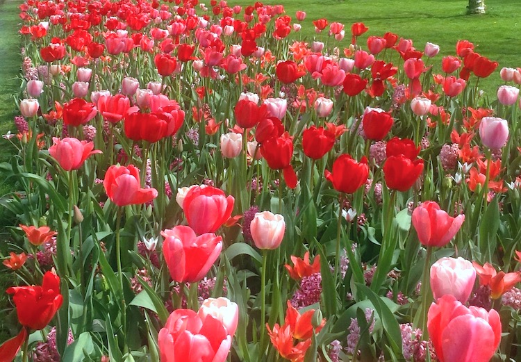 Tulip Flower Name In Marathi Language Best Flower Site