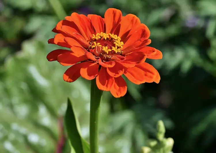 Zinnia Marathi Mahiti