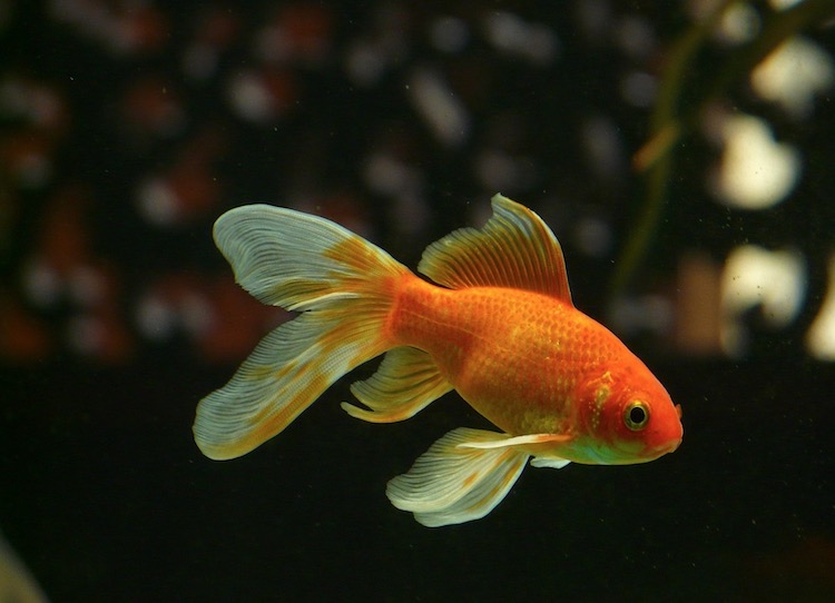 Goldfish Marathi Mahiti