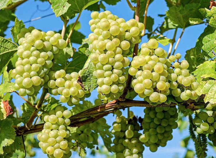 Grapes Marathi Mahiti