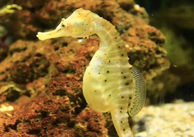 Sea Horse Marathi Mahiti