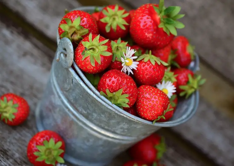 Strawberry Marathi Mahiti