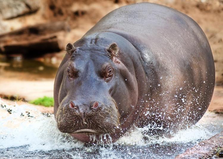 Hippopotamus Marathi Mahiti