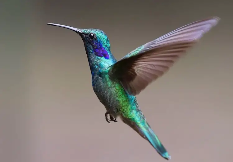 Hummingbird Marathi Mahiti