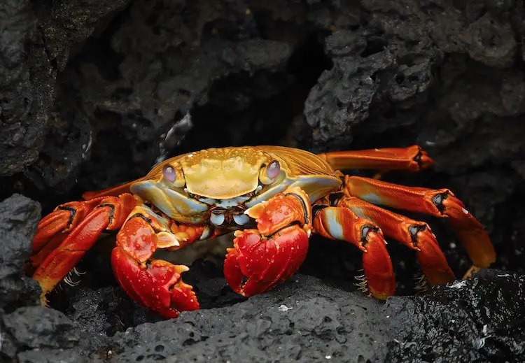Crab Mahiti Marathi