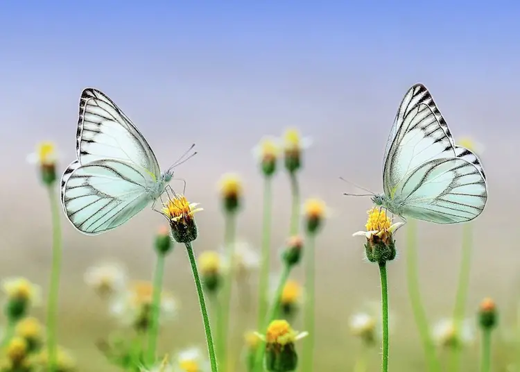 ButterFly Phulpakhru Marathi