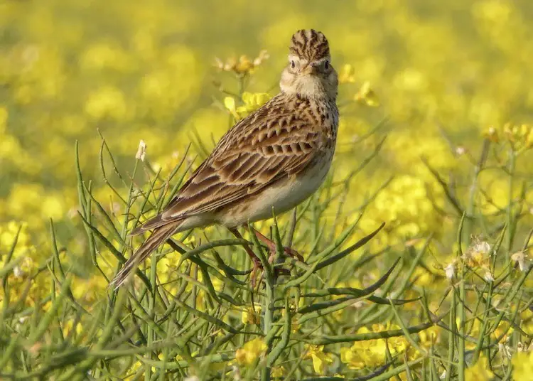 Chandol Bird Pakshi Mahiti