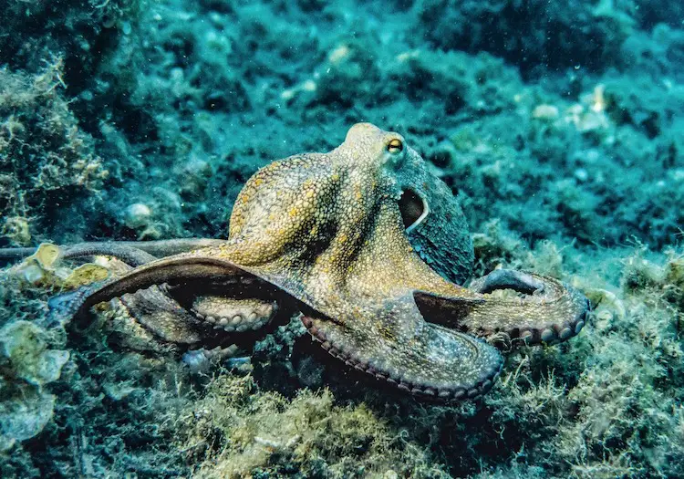 Octopus Marathi Mahiti