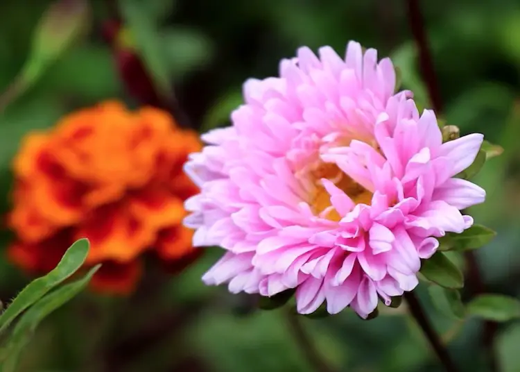 Aster Flower Mahiti