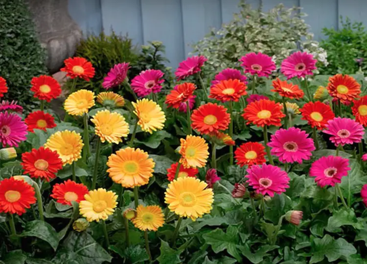 Gerbera Flower Mahiti