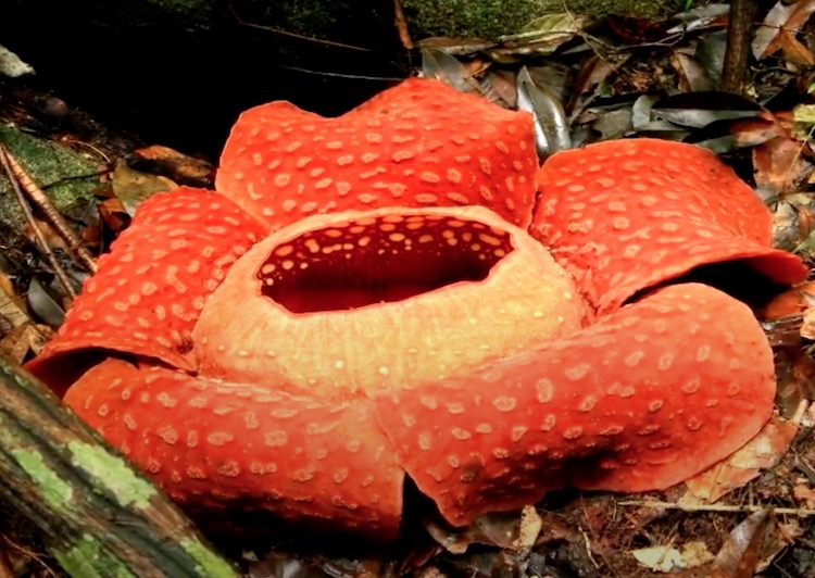 Rafflesia Flower Mahiti