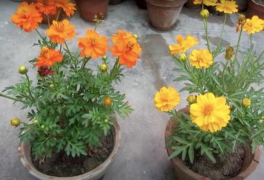 Flowers Information In Marathi Five 5