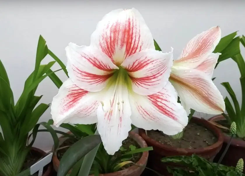 Hippeastrum Flower Images